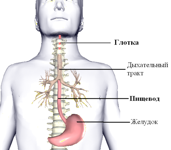 Пищевод на картинке человека